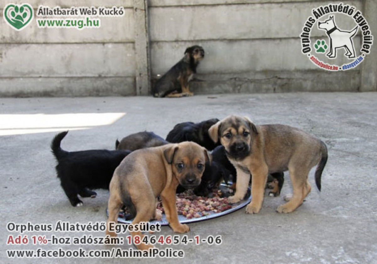 Kinek ajánld fel az adó 1%-od 2026-ban? Tudatos döntés, valódi segítség