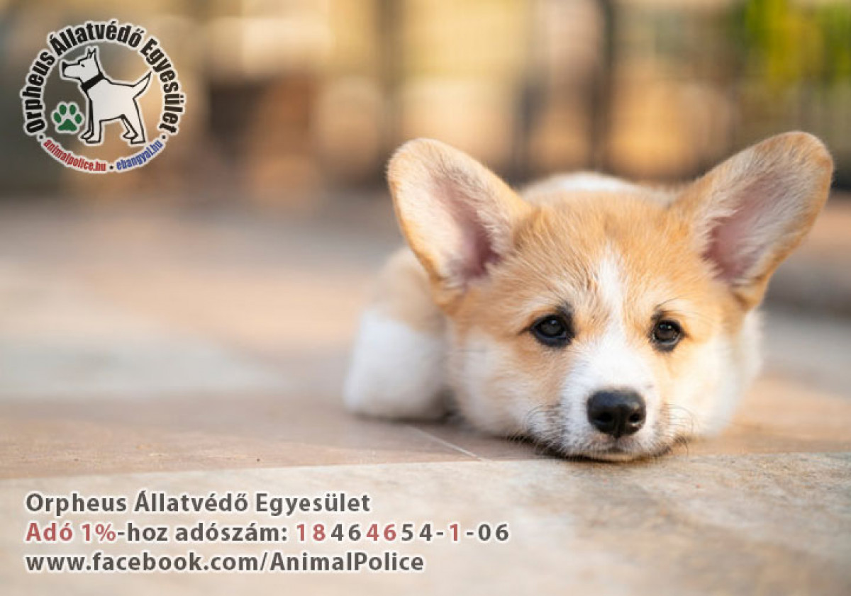 Kutyákra - adó 1% támogatás